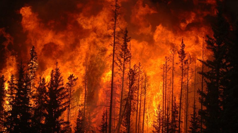 Regione Campania: incendi boschivi, volontari per pattugliamento