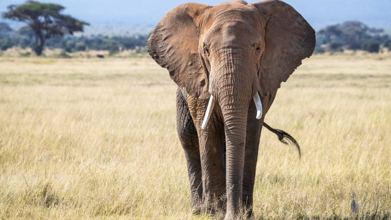 Racconti africani: Tembo, l’elefante