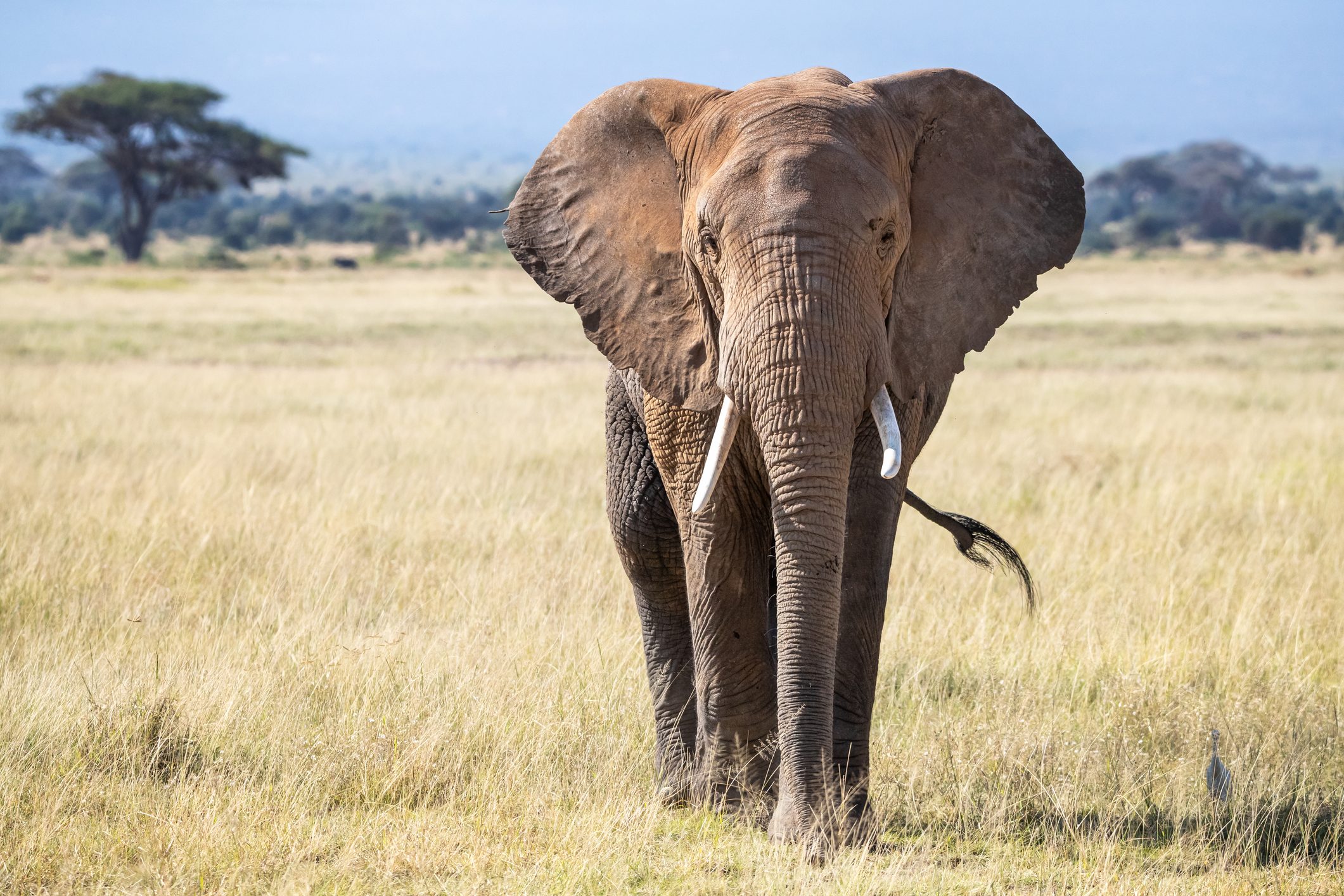 Racconti africani: Tembo, l’elefante