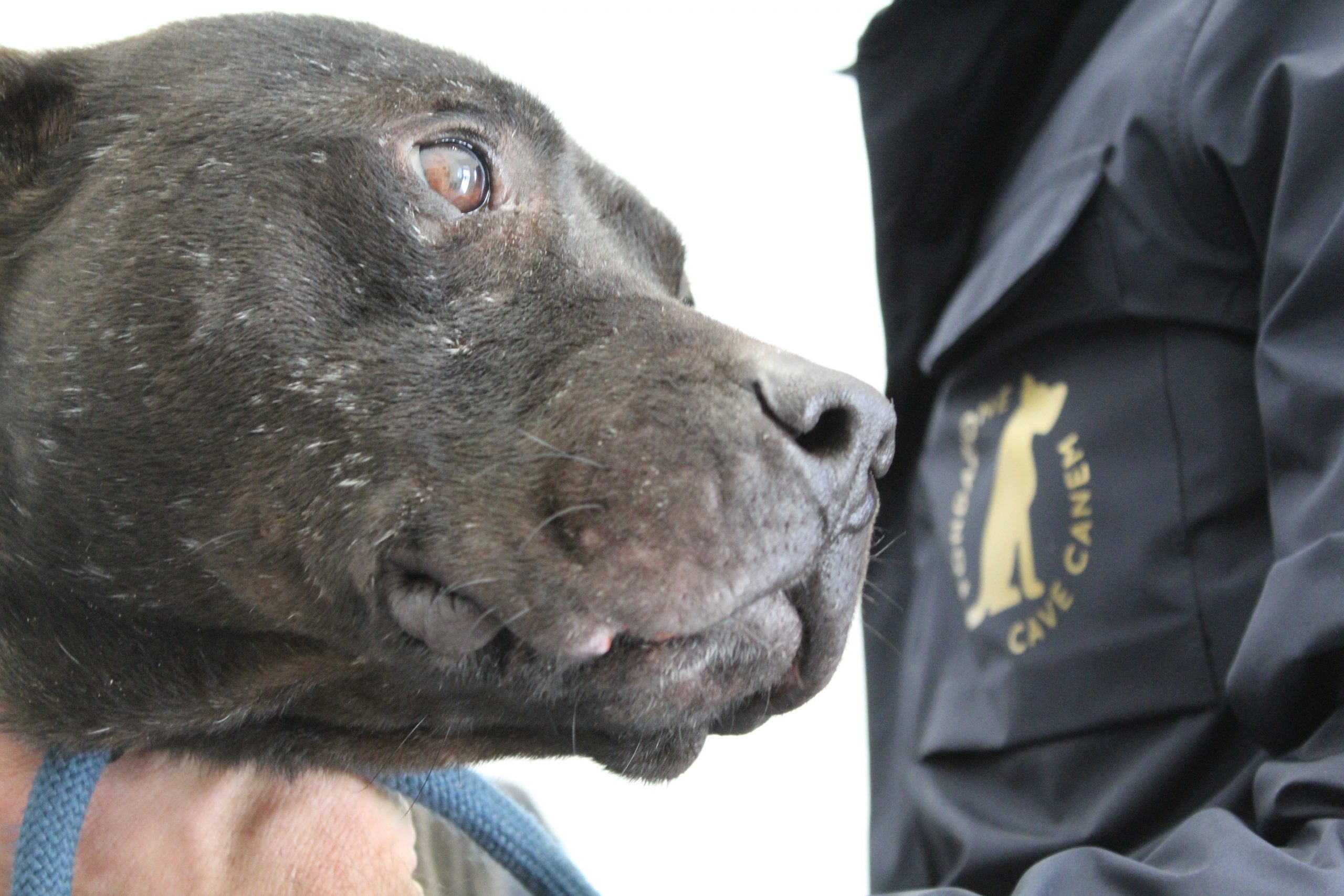 Salerno: Combattimenti clandestini, 6 cani salvati in provincia  