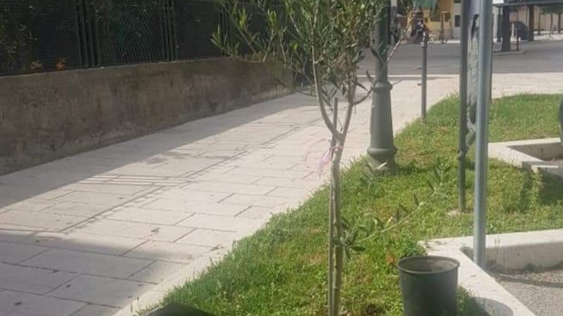 Salerno: consigliere Celano, interrogazione comunale su abbattimento alberi