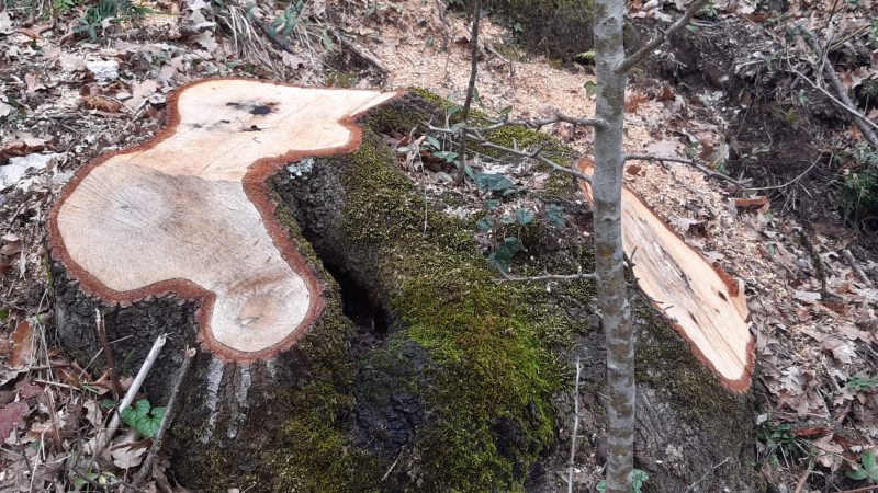 Acerno: Carabinieri Forestale, controlli ambientali, taglio furtivo alberi