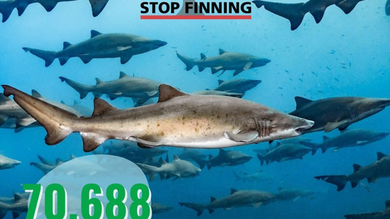 Campania: Più Europa, campagna “Stop Finning – Stop the Trade”