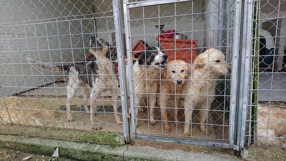 San Giorgio a Cremano: adozione cani randagi, on line album virtuale con schede anagrafiche degli animali