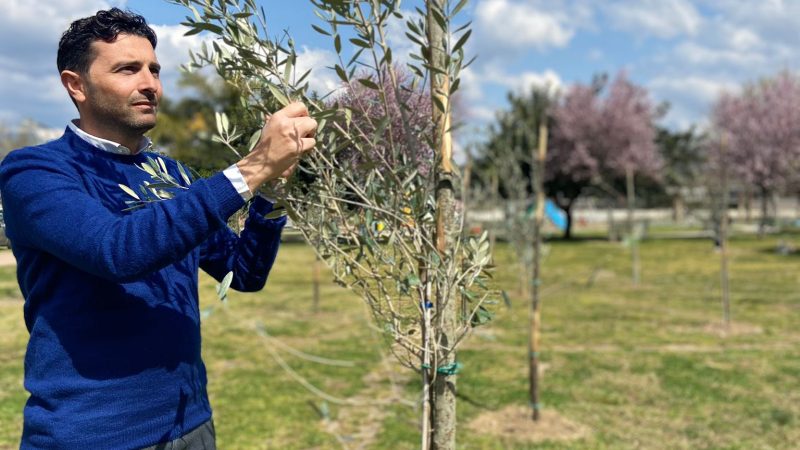 Pontecagnano Faiano: Rotary Club Salerno Picentia, 51 alberi donati a città