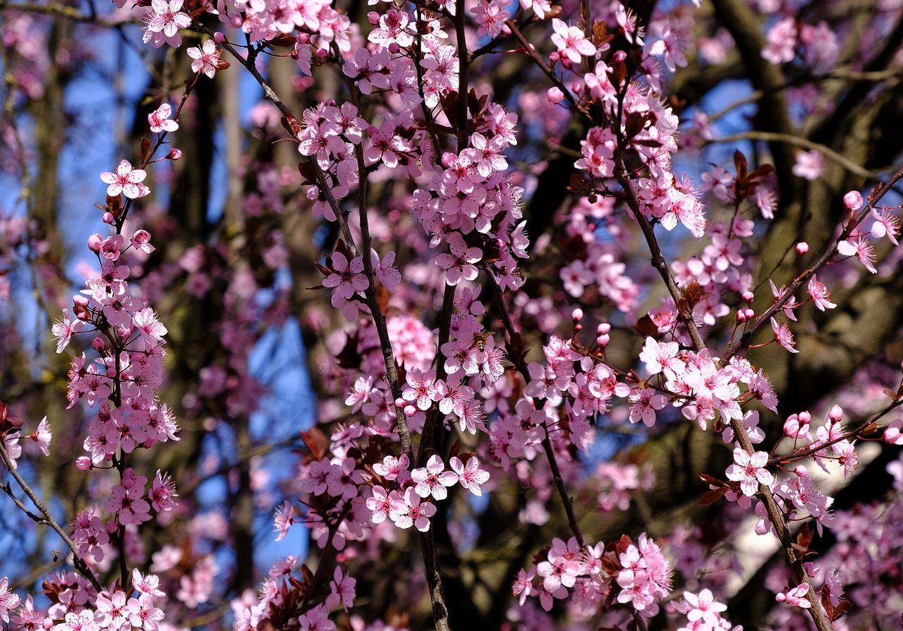 Benvenuta Primavera?