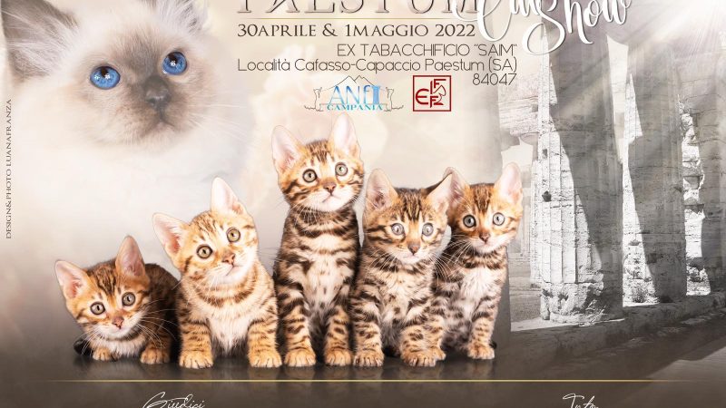 Paestum: I Expo “Paestum Cat Show”
