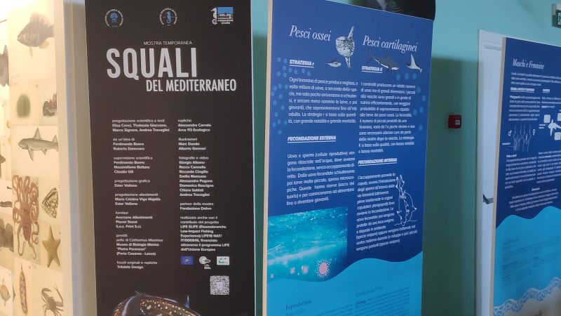 Napoli: Stazione zoologica Anton Dohrn inaugura “Squali del Mediterraneo”,  I mostra temporanea Museo Darwin-Dohrn