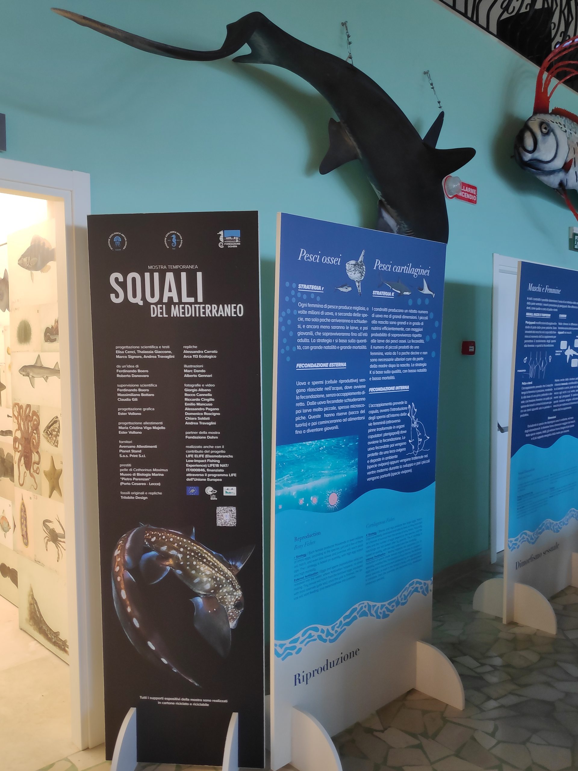 Napoli: Stazione zoologica Anton Dohrn inaugura “Squali del Mediterraneo”,  I mostra temporanea Museo Darwin-Dohrn