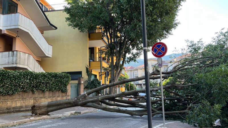 Baronissi: crollo alberi, consigliere comunale Galdi “Riunire subito commissione Ambiente” 