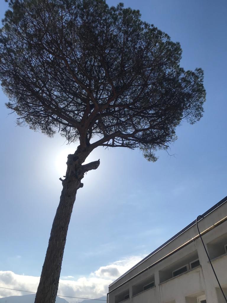 San Marzano sul Sarno: Patrimonio arboreo da mettere in sicurezza, continuano operazioni comunali