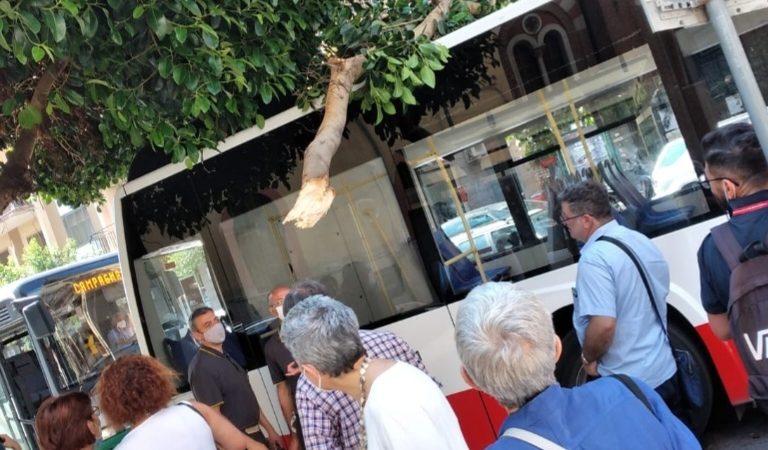Salerno: U.Di.Con su crollo ramo tranciato da autobus di passaggio in Piazza Vittorio Veneto  