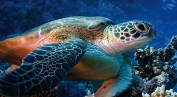Ischia: Stazione Zoologica Anton Dohrn, liberate 3 tartarughe