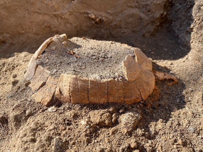 Pompei: ritrovamento di testuggine e suo uovo di 2000 anni fa  
