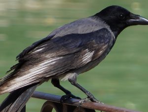 Racconti africani: KUNGURU, il corvo