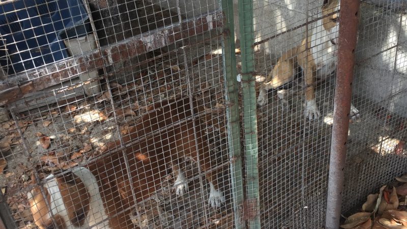 Bellizzi: Carabinieri Forestale, denuncia per maltrattamento animali
