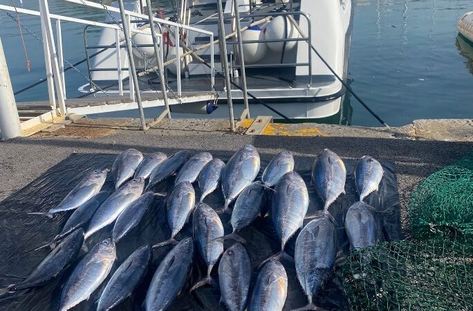 Salerno: Guardia Costiera, controllo su filiera ittica