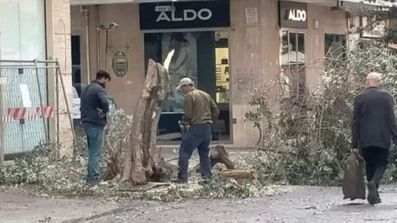Salerno: Polizia Municipale, indagini su taglio illegale albero in Corso Vittorio Emanuele