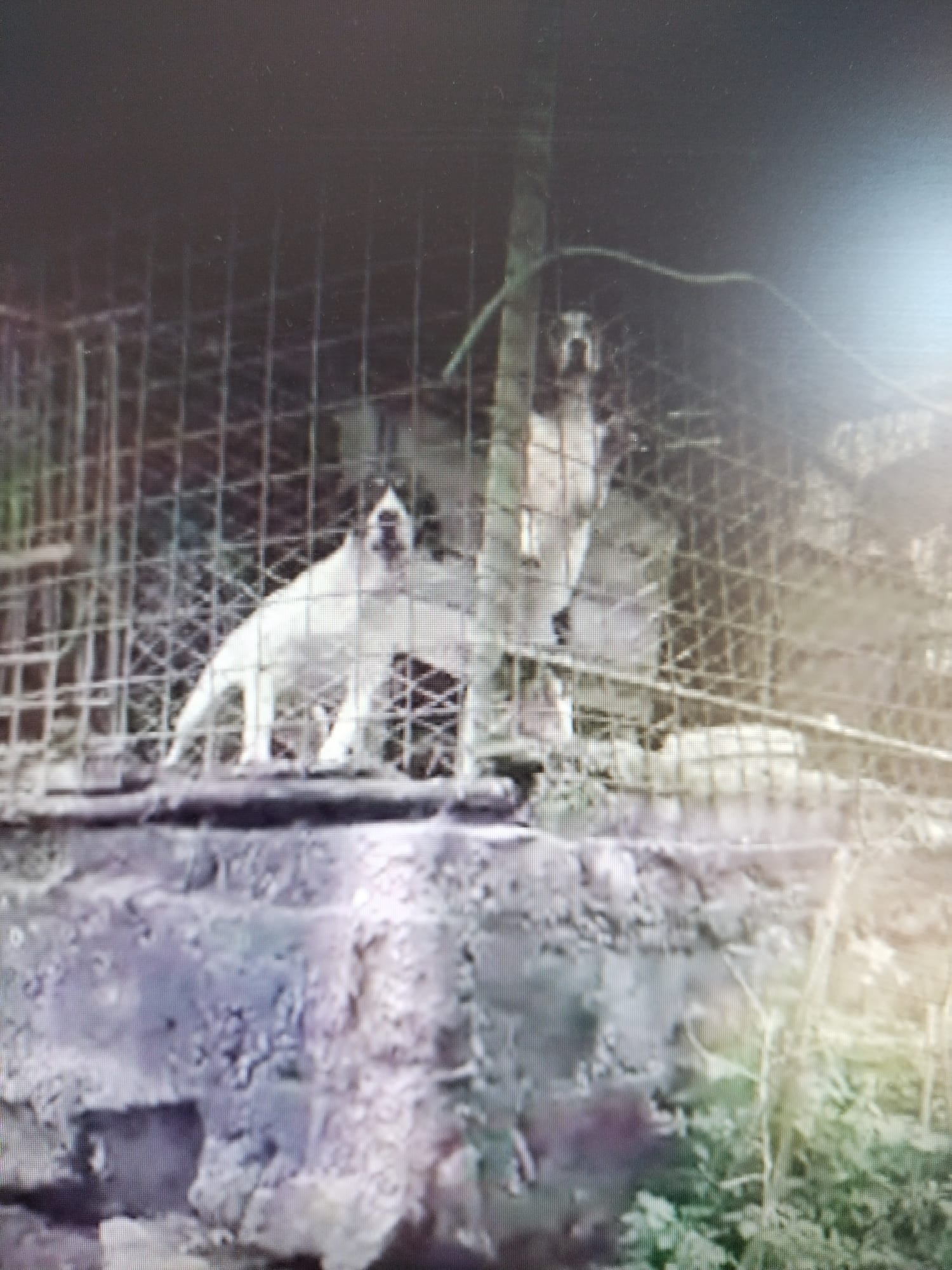 Amalfitana: denunciato cacciatore per reati ambientali ed a danno animali d’affezione