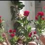 Salerno: rosa di Santa Rita accresce colore ai sogni- Chiesa di Santa Rita anni ’60