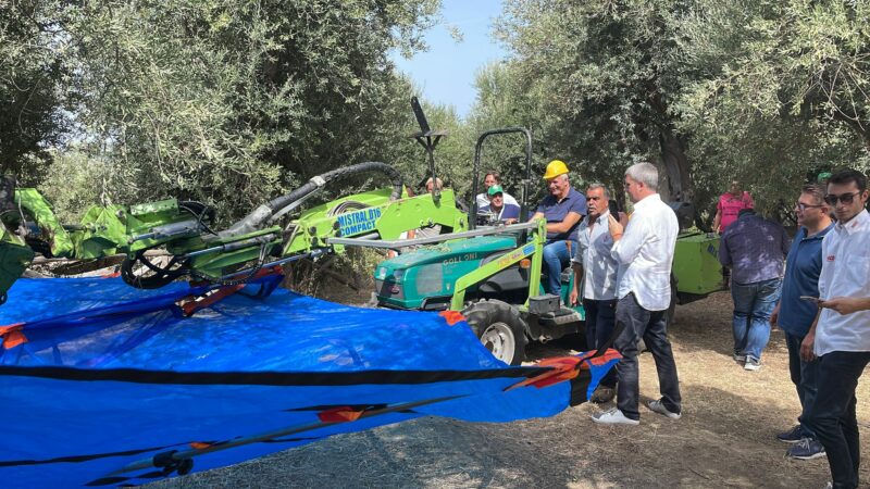 Campania: Cia, al via raccolta olive per I Olio Campania Igp 