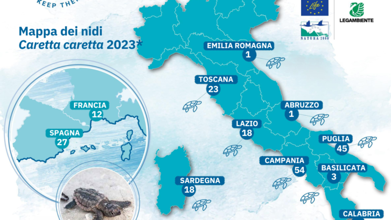 Campania: tartarughe marine, 2023 anno record delle nidificazioni, identificati 54 dei 444 nidi trovati in Italia