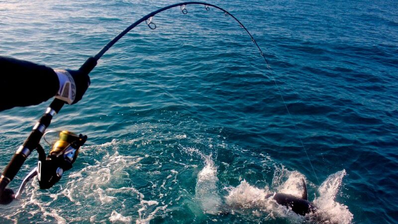 Campania: Coldiretti preoccupata per regolamento europeo controlli pesca