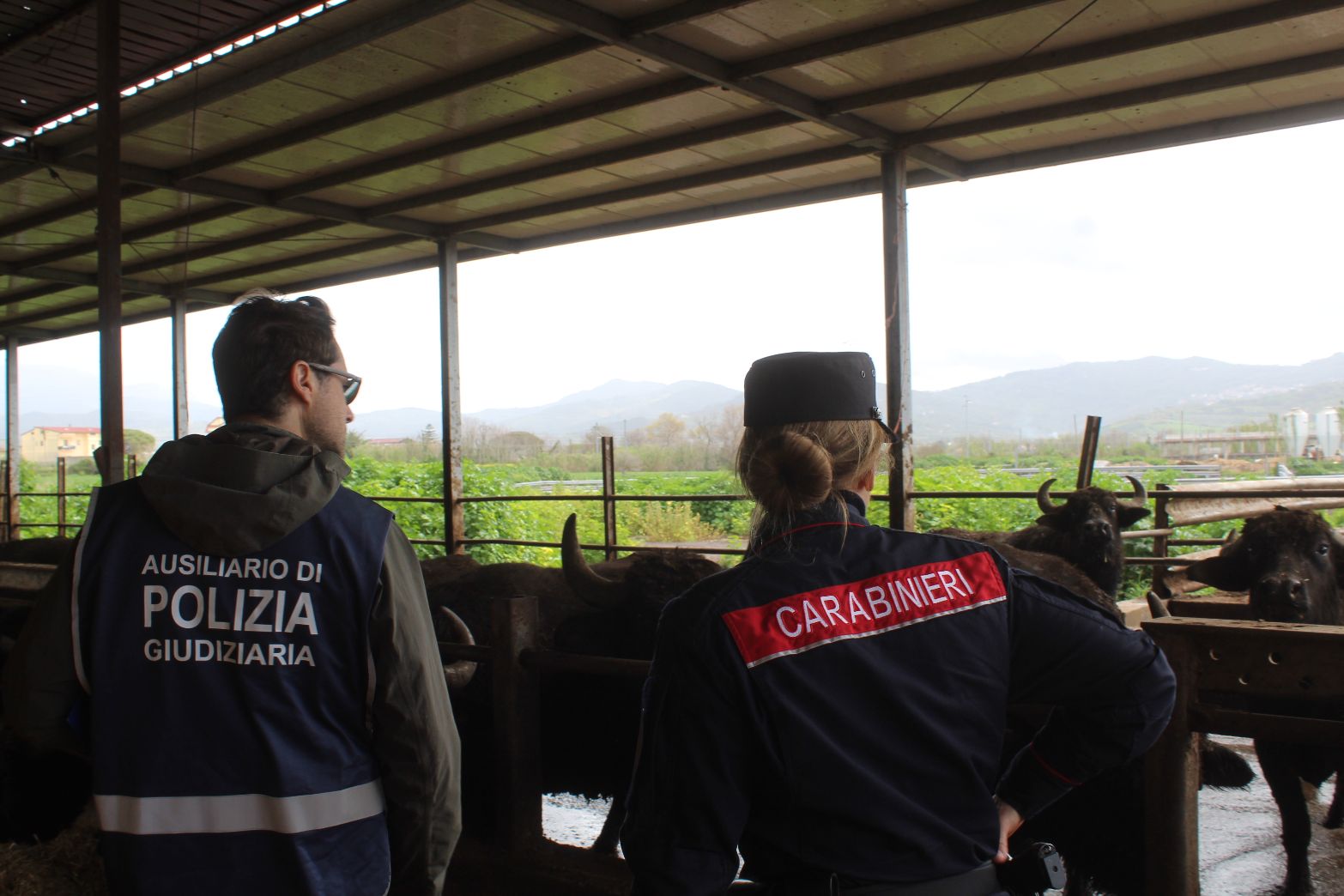 Capaccio-Paestum: Carabinieri Forestali – Guardie AK, sequestro azienda zootecnica e discarica