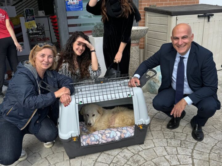 Ravello: cane investito, gara di solidarietà