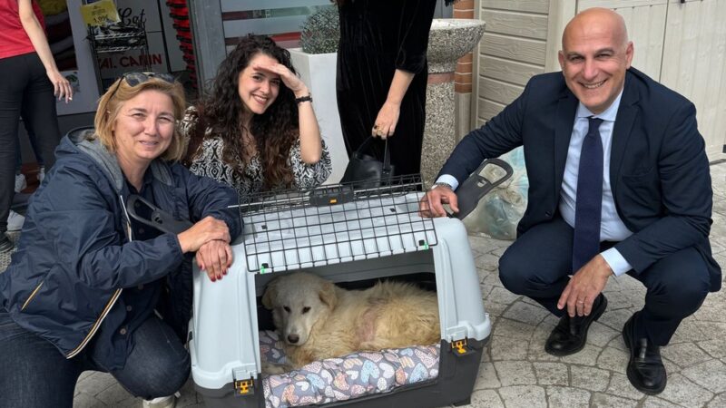 Ravello: cane investito, gara di solidarietà