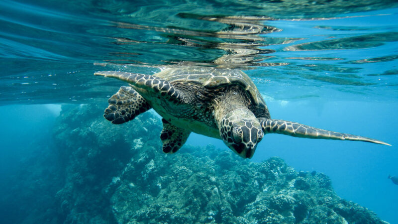 Castellabate: Comune amico tartarughe marine