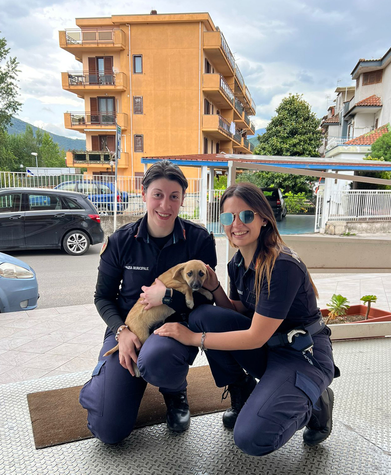 Roccapiemonte: ritrovata cagnolina abbandonata, adottata